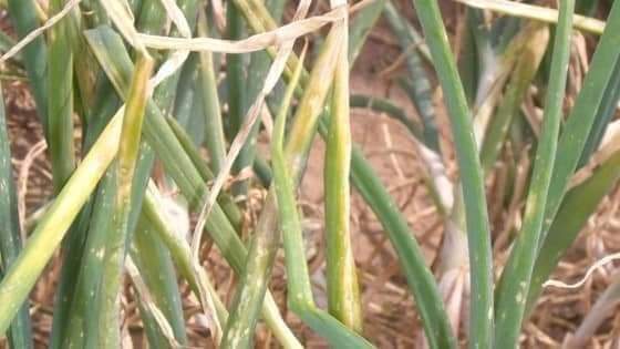 Phytopathologie générale