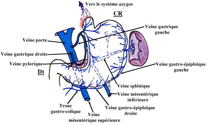 Anatomie de l'estomac